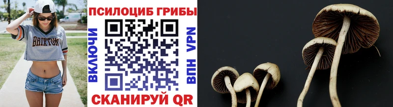 Псилоцибиновые грибы прущие грибы  как найти закладки  Бабушкин 